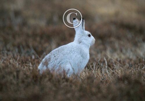 Mountain or Blue Hare DM0742